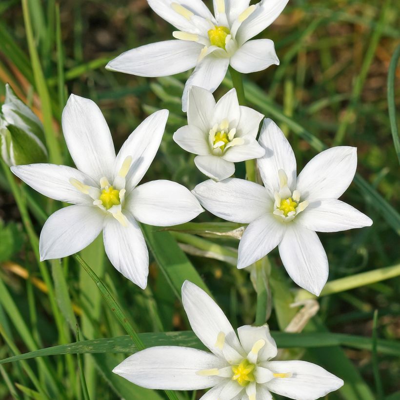 Ornithogalum umbellatum (Floração)