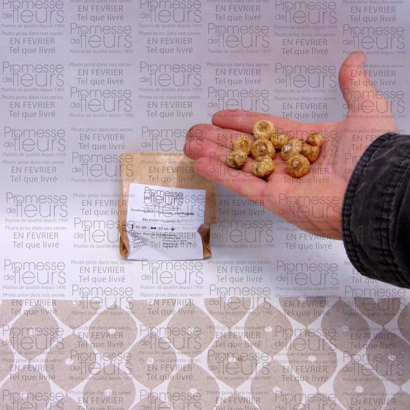 Exemplo de amostra de Ornithogalum Thyrsoide, ornithogale Bulbe Kaliber/Größe 5+ tal como entregue