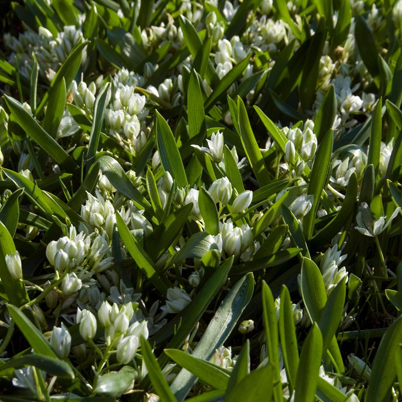 Ornithogalum balansae (Hábito)