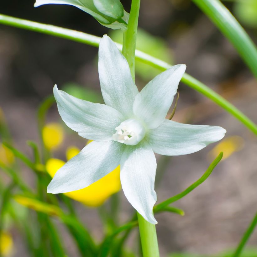 Ornithogalum nutans (Floração)