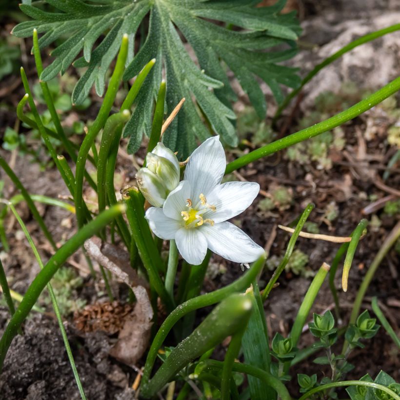 Ornithogalum oligophyllum White Trophy (Floração)
