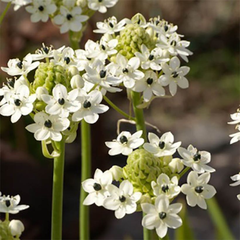 Ornithogalum saundersiae (Floração)