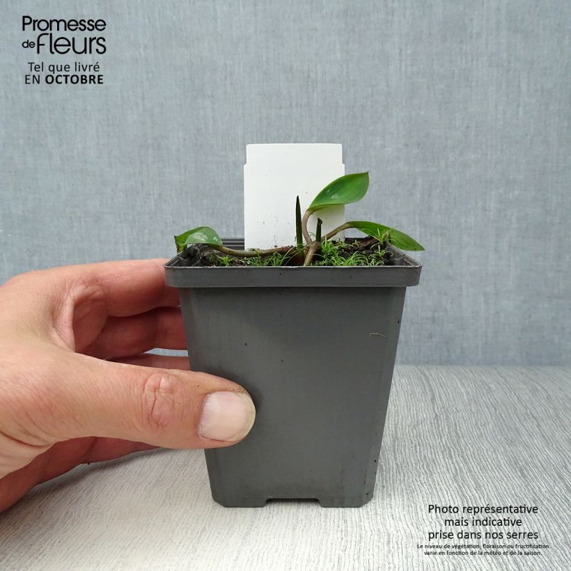 Amostra de Orontium aquaticum Vaso de 8/9 cm tal como entregue no outono