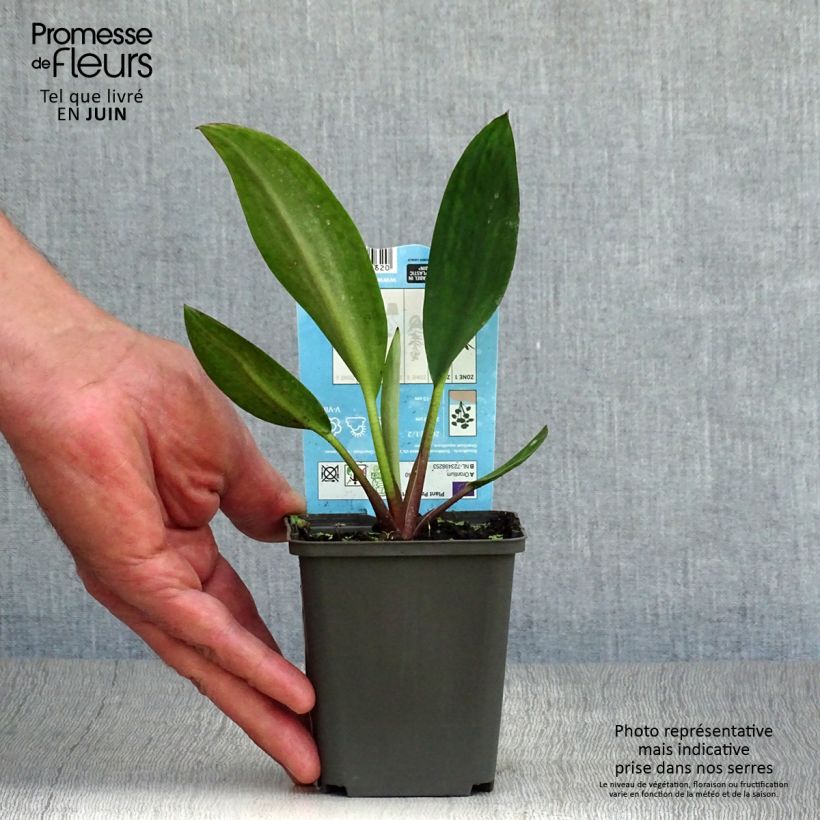Amostra de Orontium aquaticum Vaso de 8/9 cm tal como entregue no verão