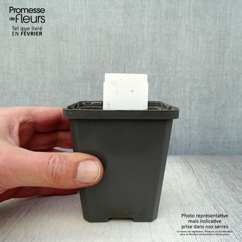 Amostra de Orontium aquaticum - oronce - plante bougie Vaso de 8/9 cm tal como entregue no inverno