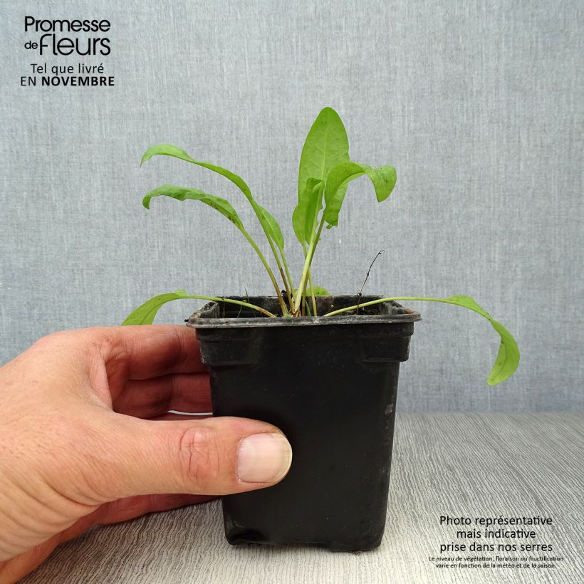 Amostra de Lapazio / Azeda-espinafre Bio Vaso de 8/9 cm tal como entregue no outono