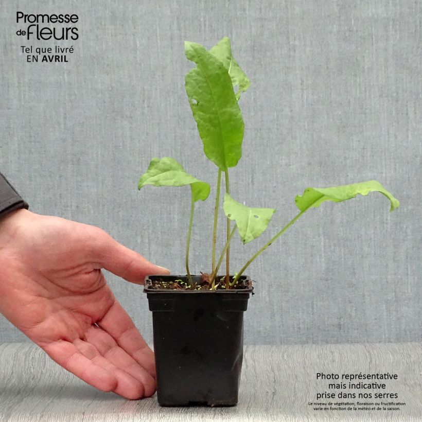 Amostra de Lapazio / Azeda-espinafre Bio Vaso de 8/9 cm tal como entregue na primavera