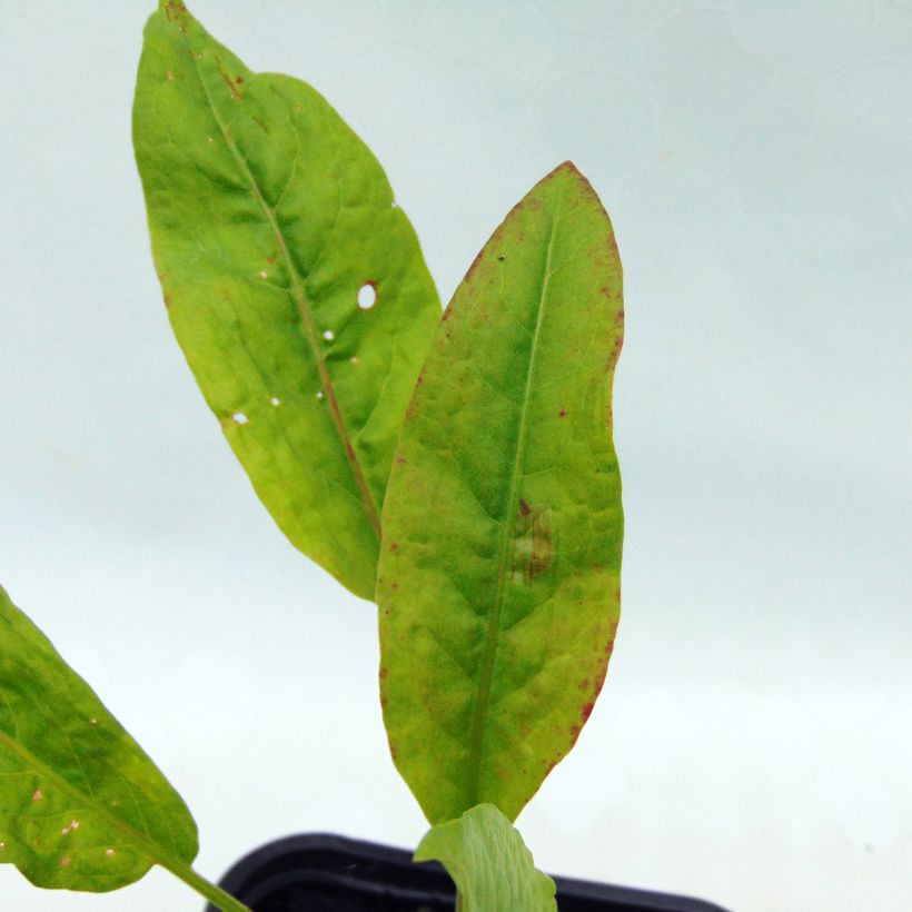 Lapazio / Azeda-espinafre Bio (Folhagem)