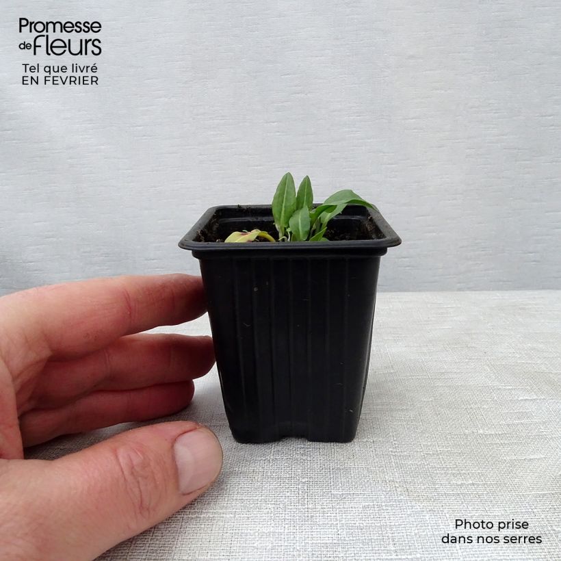 Amostra de Oseille-Epinard BIO - Patience - Rumex patientia Vaso de 8/9 cm tal como entregue no inverno