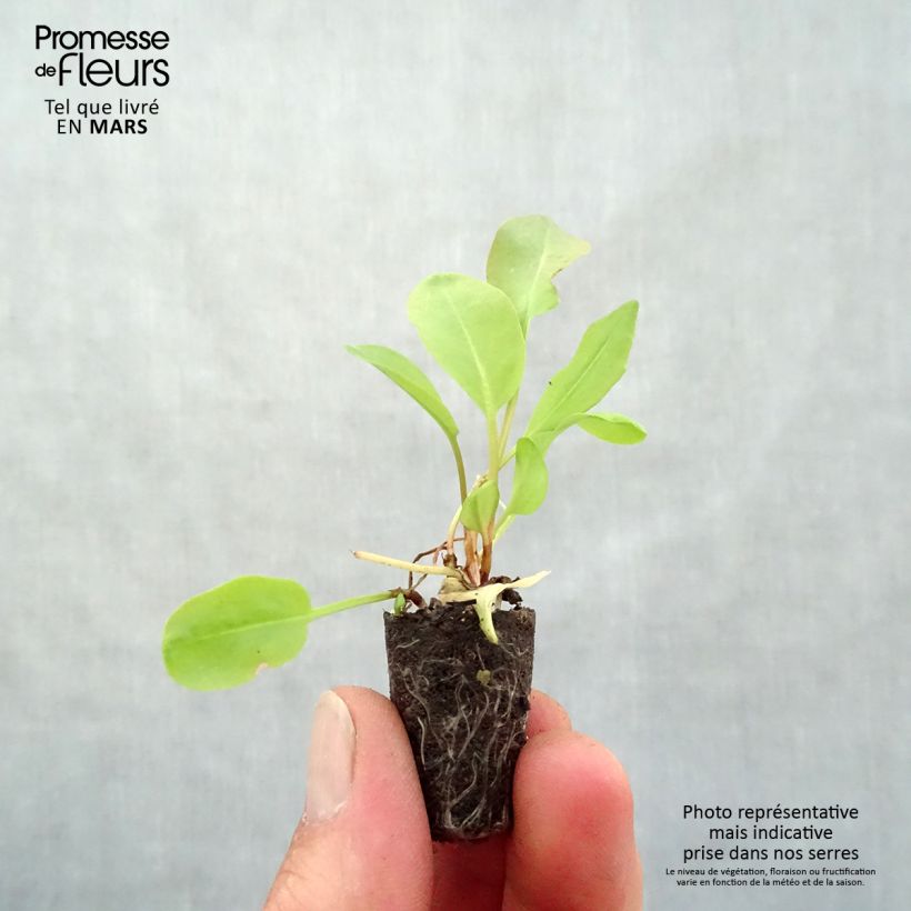 Amostra de Oseille Large de Belleville en plants - Rumex acetosa  Mini-motte Ø 1,5/2,5 cm tal como entregue na primavera