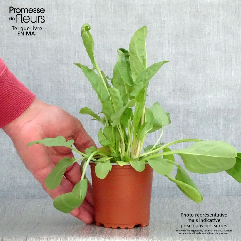 Amostra de Oseille Large de Belleville en plants - Rumex acetosa  Godet de 8/9 cm tal como entregue na primavera
