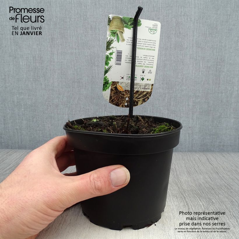 Amostra de Oseille bronze - Rumex flexuosus Copper Sword Pot de 1,5L/2L tal como entregue no inverno