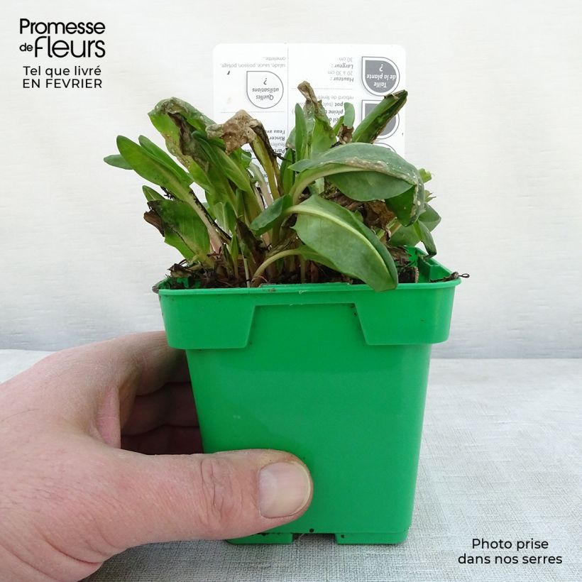 Amostra de Oseille douce - Rumex scutatus en plants Pot de 10 cm/11cm tal como entregue no inverno