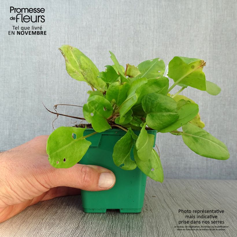 Amostra de Azeda-romana plantas jovens Vaso de 10 cm/11 cm tal como entregue no outono