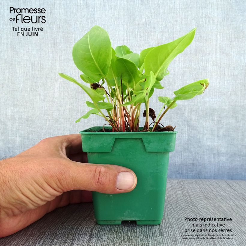 Amostra de Azeda-romana plantas jovens Vaso de 10 cm/11 cm tal como entregue no verão