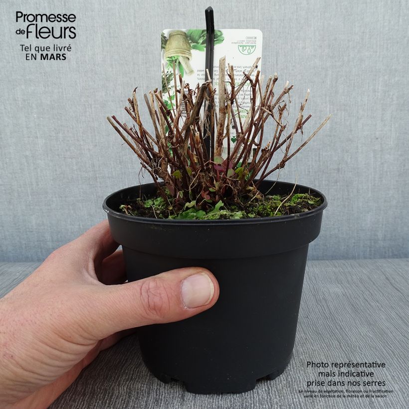 Amostra de Oseille douce - Rumex scutatus en plants Pot de 1,5L/2L tal como entregue no inverno