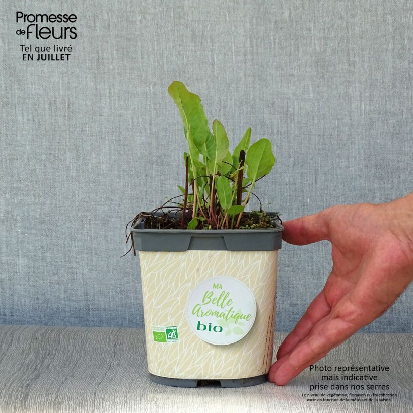 Amostra de Azeda-romana Bio plantas jovens Vaso de 1 L/1,5 L tal como entregue no verão