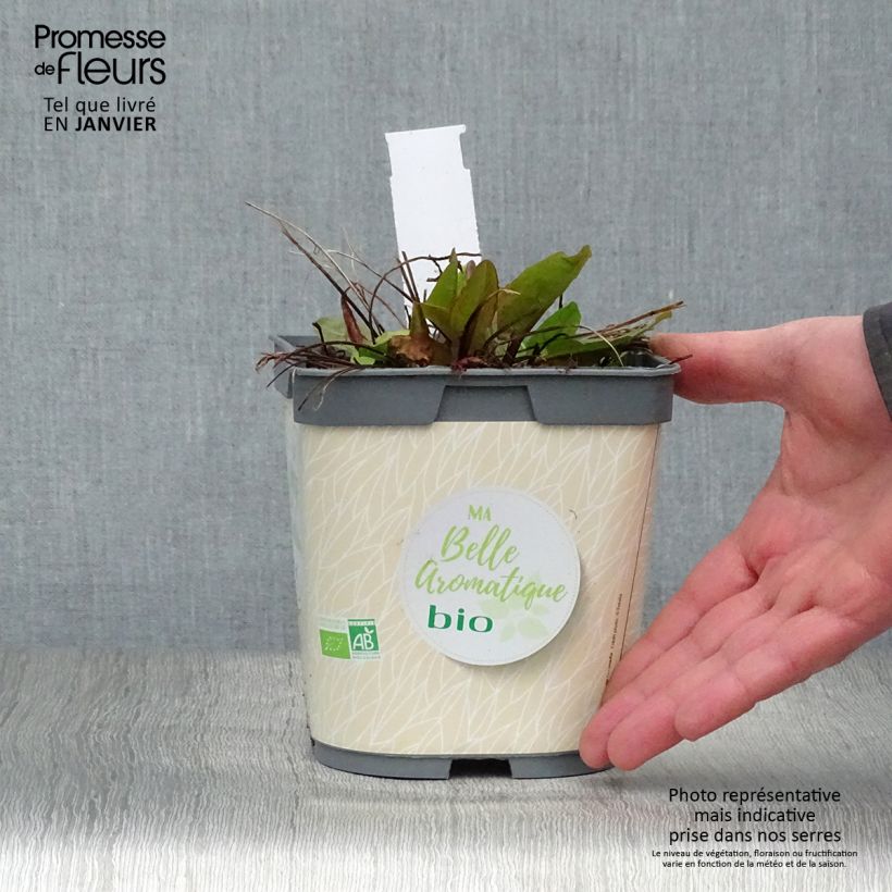 Amostra de Oseille douce à feuilles rondes Bio - Rumex scutatus en plants Bio Pot de 1L/1,5L tal como entregue no inverno