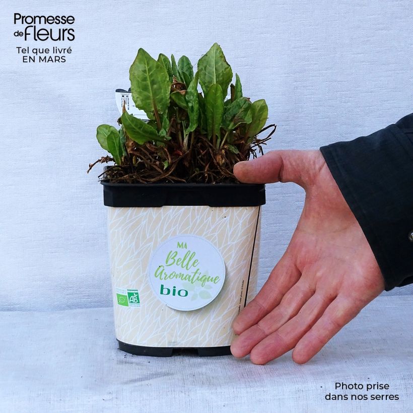 Amostra de Azeda-romana Bio plantas jovens Vaso de 1 L/1,5 L tal como entregue na primavera