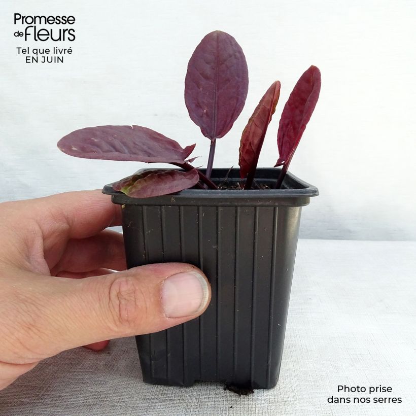Amostra de Azeda-roxa Purpurea Bio - Rumex scutatus Vaso de 8/9 cm tal como entregue no verão