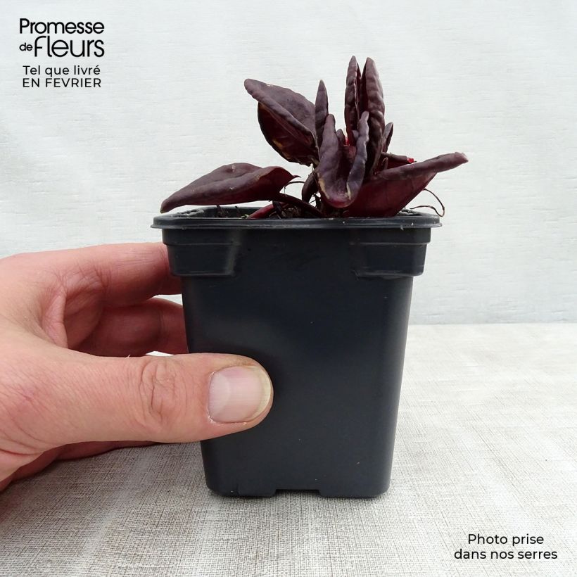 Amostra de Oseille pourpre BIO - Rumex purpurea Godet de 8/9 cm tal como entregue no inverno