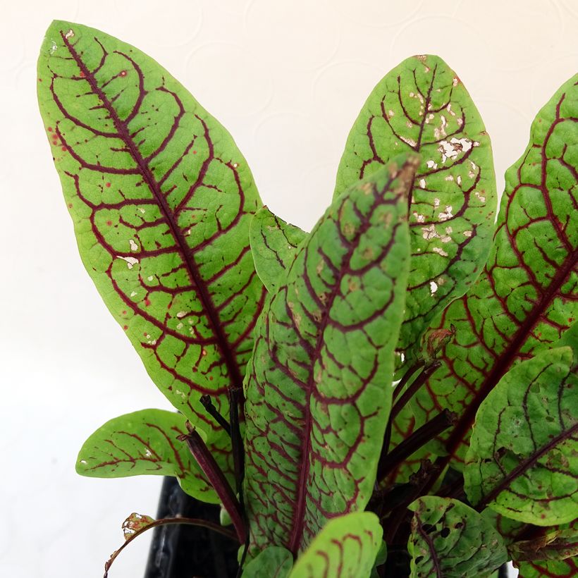 Azeda-vermelha (Folhagem)