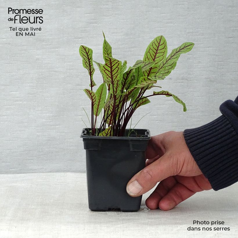 Amostra de Azeda-vermelha Vaso de 8/9 cm tal como entregue na primavera