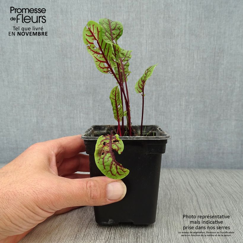 Amostra de Azeda-vermelha Vaso de 8/9 cm tal como entregue no outono