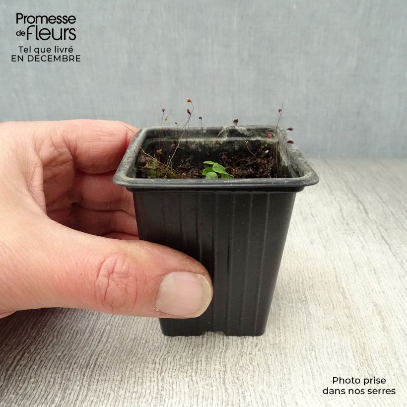 Amostra de Oseille sanguine - Rumex sanguineus Vaso de 8/9 cm tal como entregue no inverno