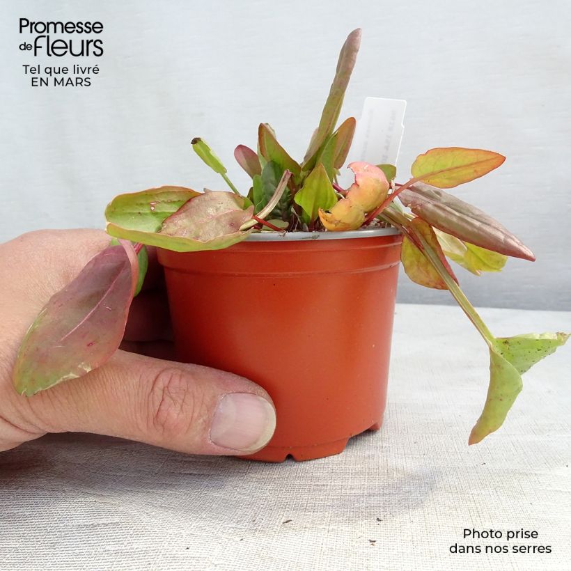 Amostra de Rumex acetosa Vaso de 8/9 cm tal como entregue no inverno