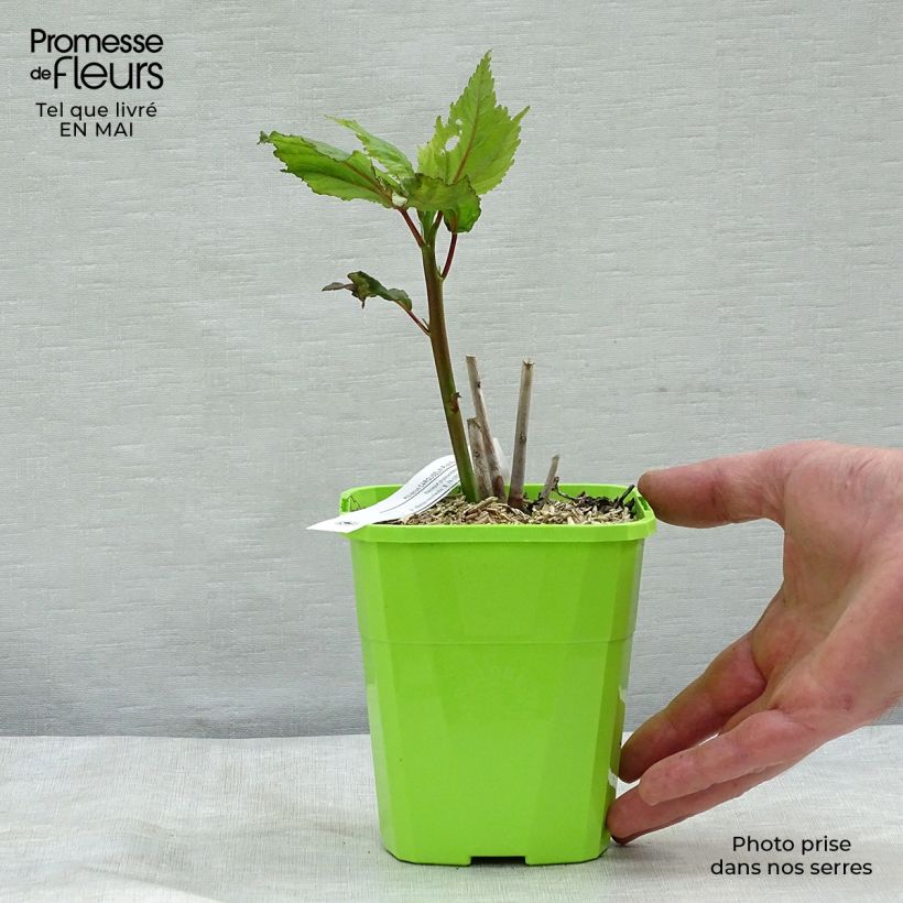 Amostra de Rumex acetosa Vaso de 8/9 cm tal como entregue na primavera