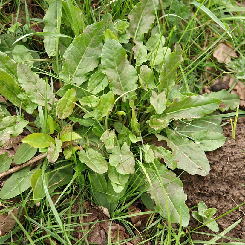 Azeda-brava - Rumex acetosa dementes (Hábito)