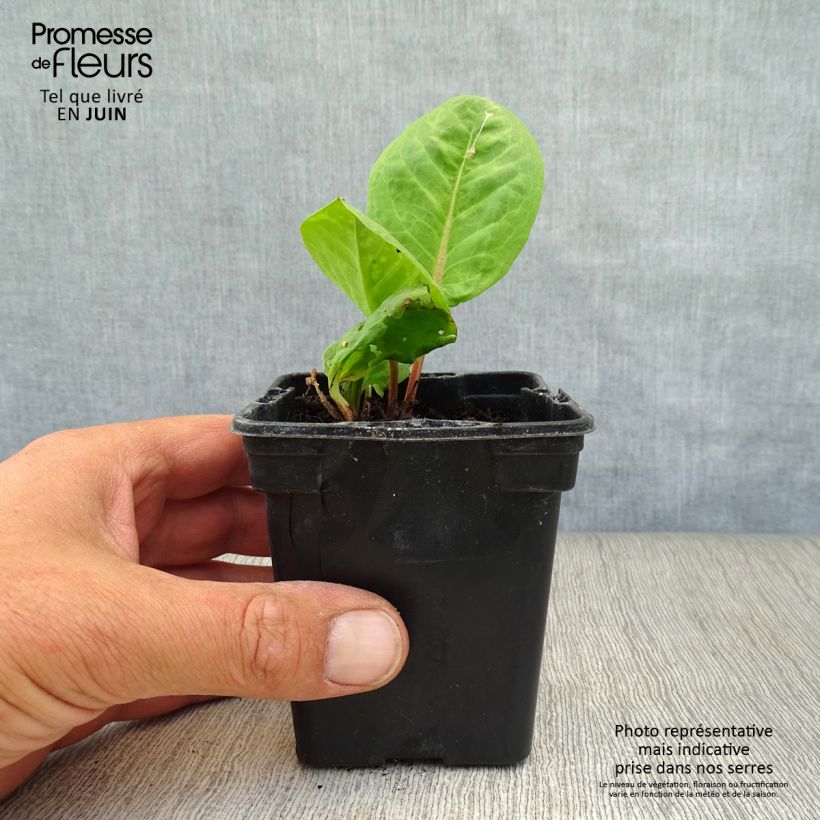 Amostra de Azeda-virgem Vaso de 8/9 cm tal como entregue no verão