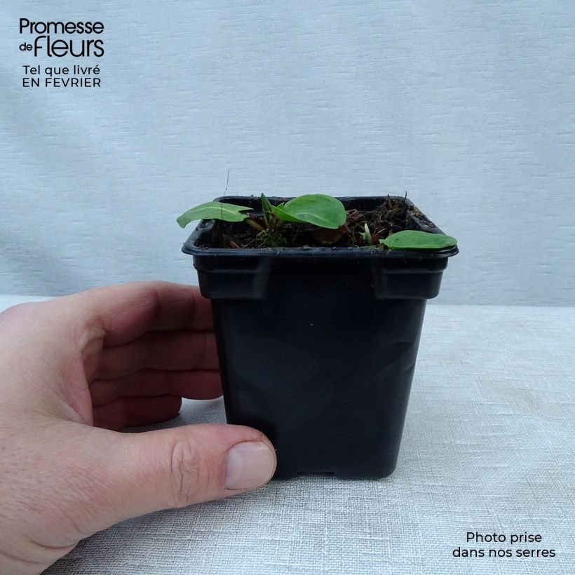 Amostra de Oseille vierge - Rumex arifolius Vaso de 8/9 cm tal como entregue no inverno