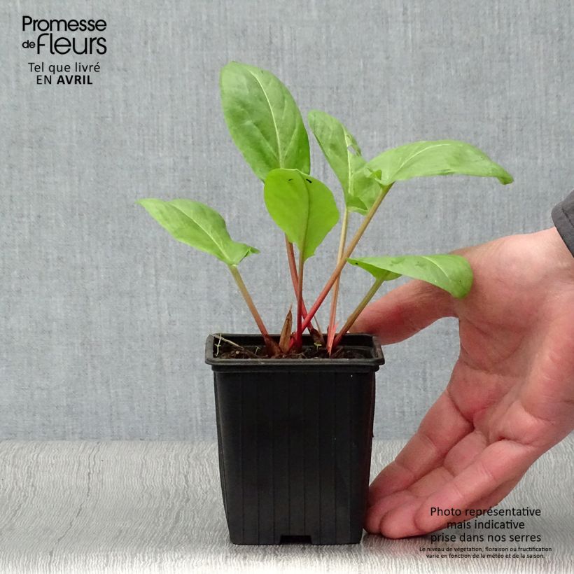 Amostra de Azeda-virgem Vaso de 8/9 cm tal como entregue na primavera