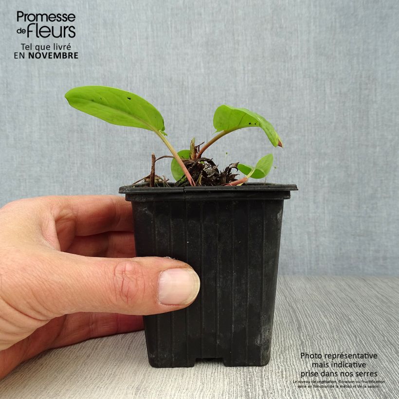 Amostra de Azeda-virgem Vaso de 8/9 cm tal como entregue no outono