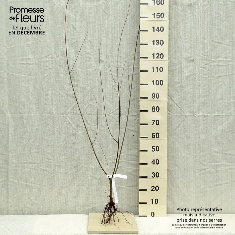 Amostra de Osier rouge - Salix purpurea Raízes nuas tal como entregue no inverno