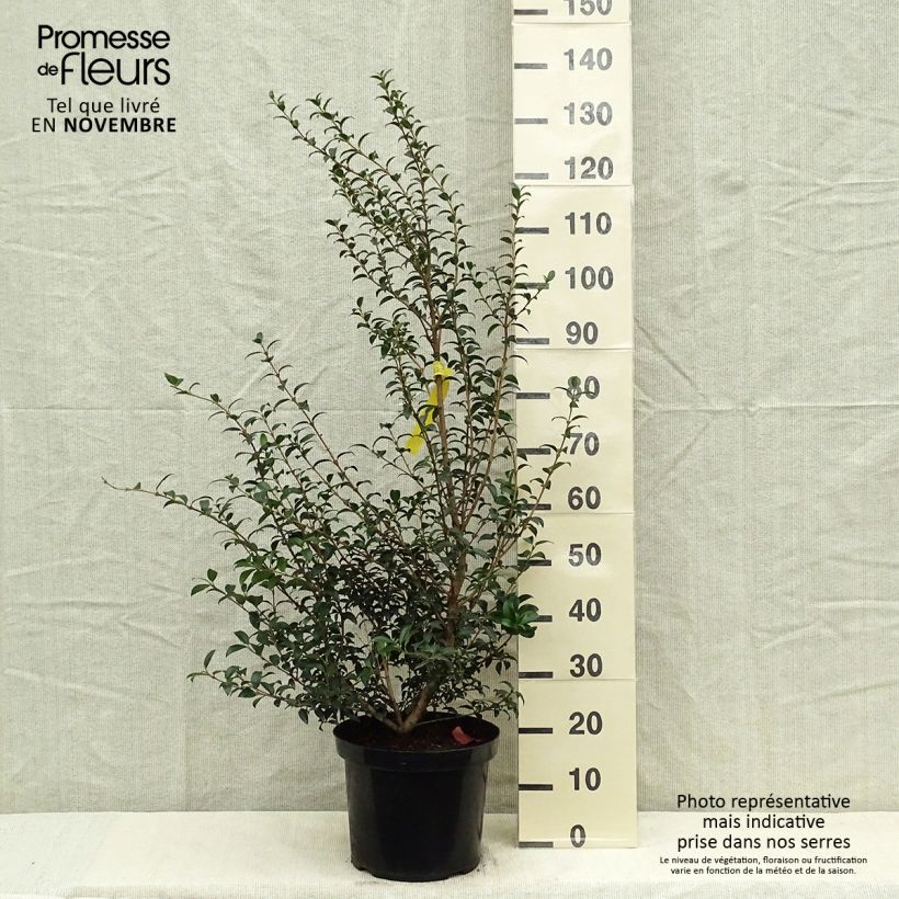 Amostra de Osmanthus burkwoodii Vaso de 4 L/5 L tal como entregue no outono