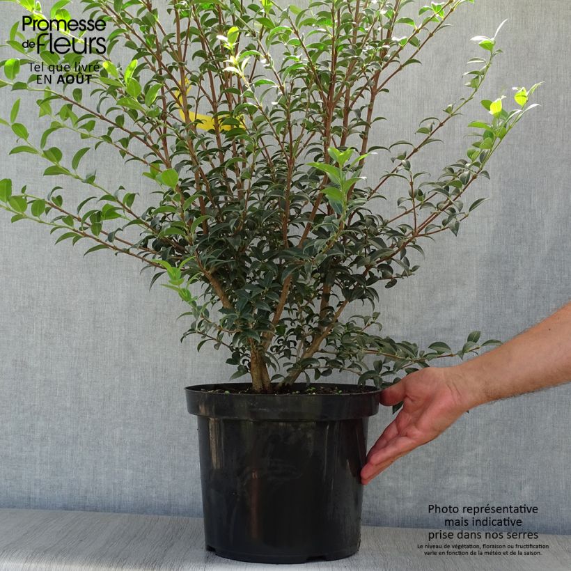 Amostra de Osmanthus burkwoodii Vaso de 4 L/5 L tal como entregue no verão