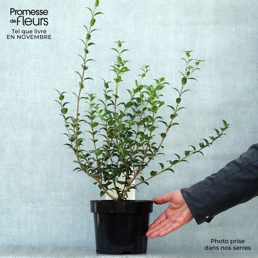 Amostra de Osmanthus burkwoodii Vaso de 2 L/3 L tal como entregue no outono
