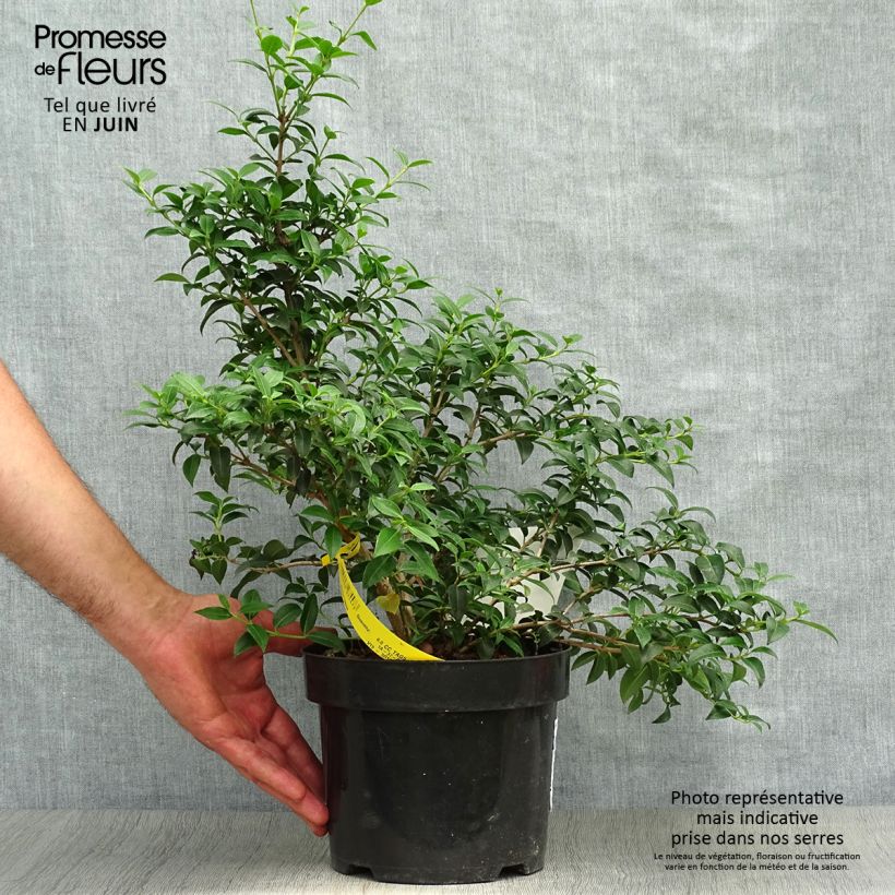 Amostra de Osmanthus burkwoodii Vaso de 2 L/3 L tal como entregue no verão