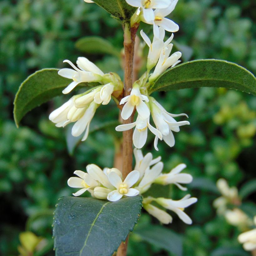 Osmanthus burkwoodii (Floração)