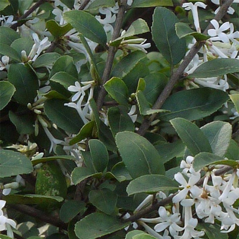 Osmanthus delavayi (Folhagem)