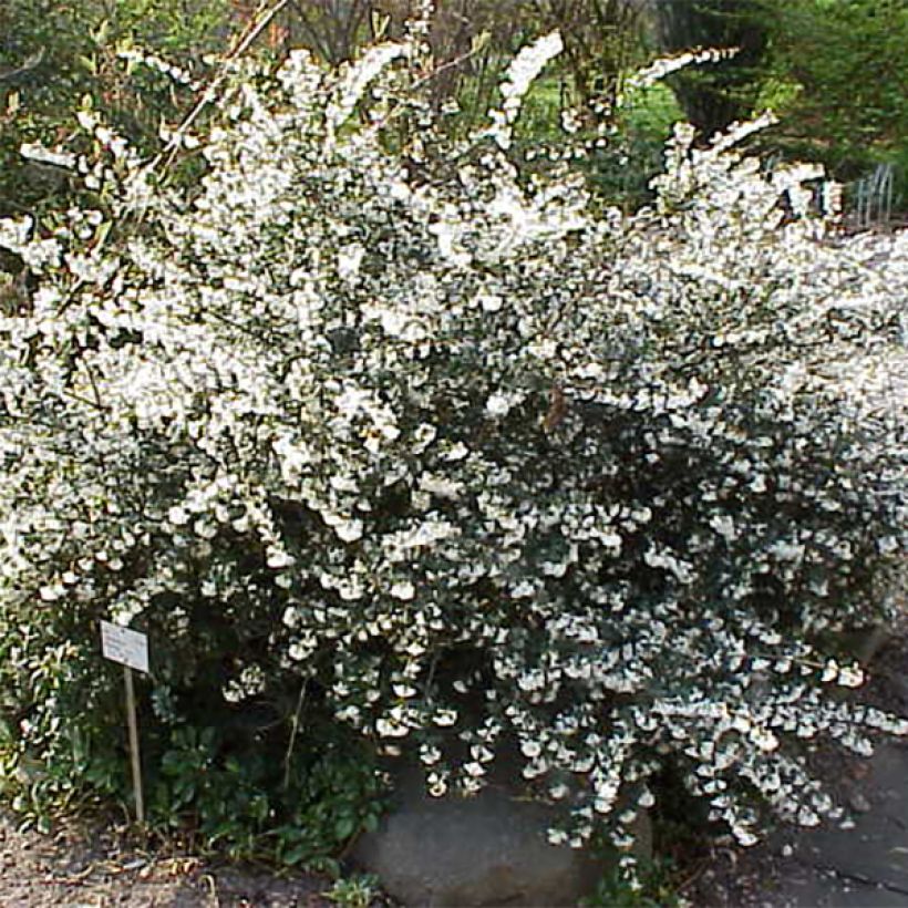 Osmanthus delavayi (Hábito)