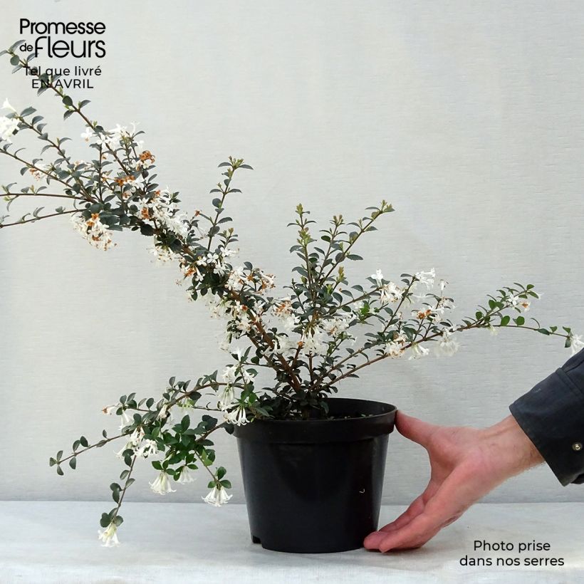Amostra de Osmanthus delavayi Vaso de 2 L/3 L tal como entregue na primavera