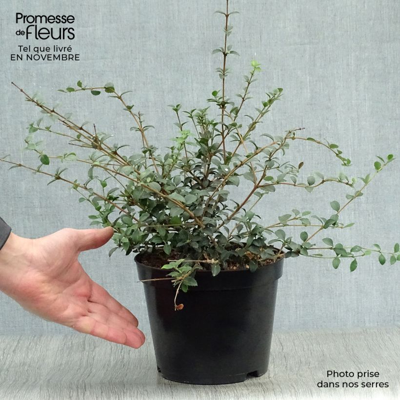 Amostra de Osmanthus delavayi Vaso de 2 L/3 L tal como entregue no outono