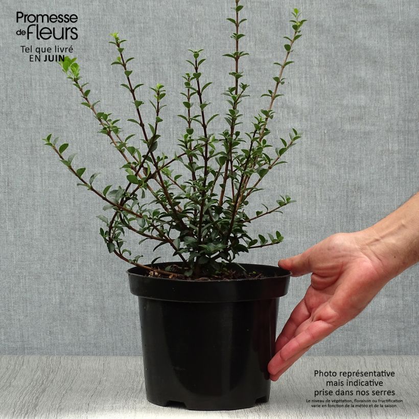 Amostra de Osmanthus delavayi Vaso de 2 L/3 L tal como entregue no verão