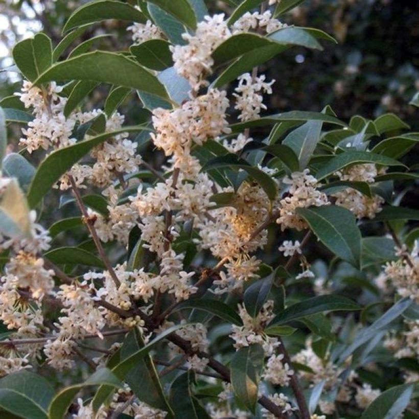 Osmanthus fortunei (Floração)
