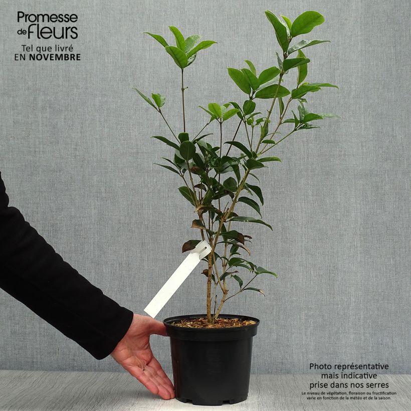 Amostra de Osmanthus fragrans Vaso de 2 L/3 L tal como entregue no outono