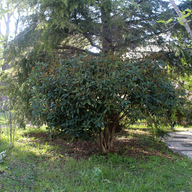 Osmanthus fragrans (Hábito)
